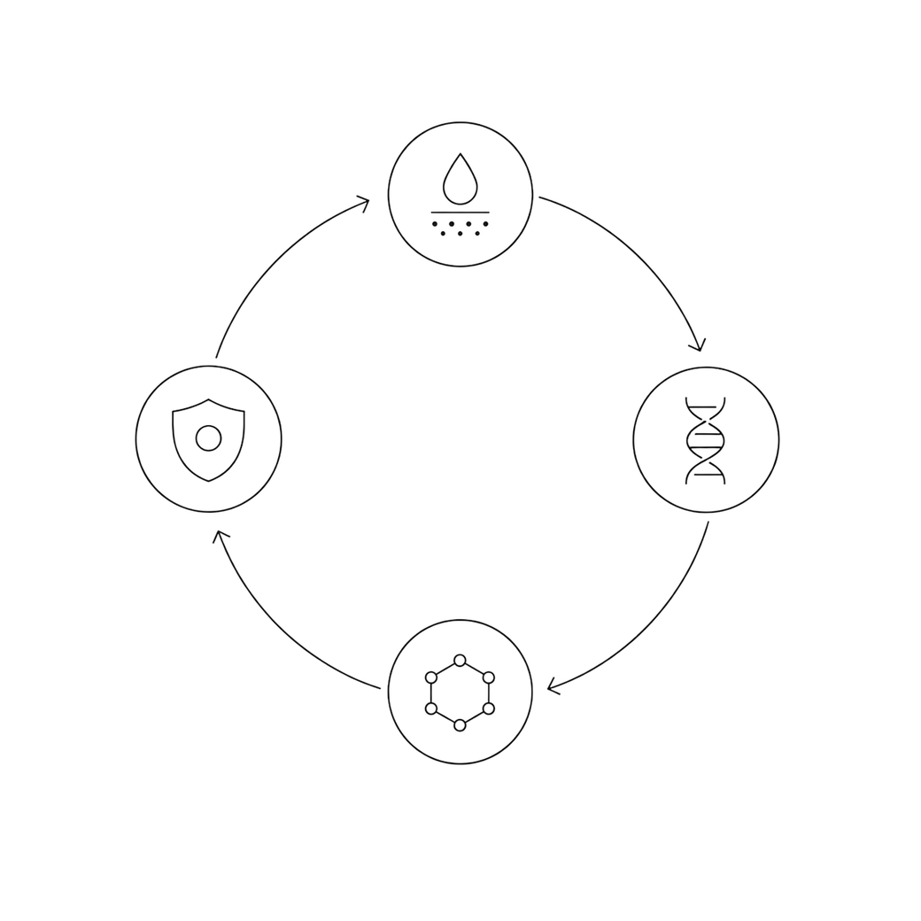 Las cuatro vías del 4-Path System de Expert Lab: renovar, regular, equilibrar y proteger