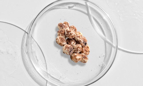 Cyperus Esculentus Tuber Extract