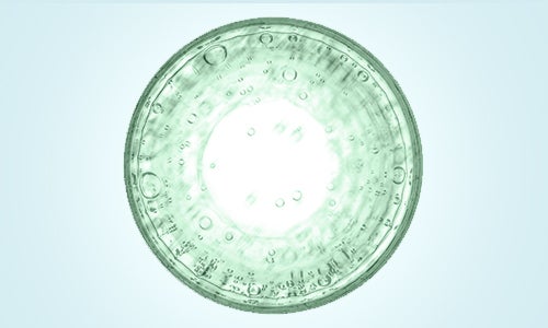 Euglena Gracilis