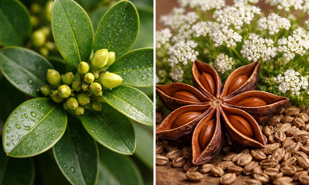 Extracto de buxus sinica y pimpinella anisum