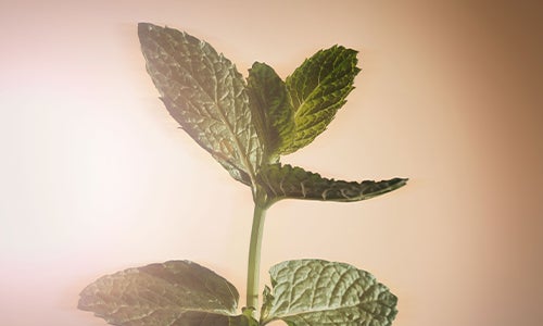 Extracto Lemon Balm