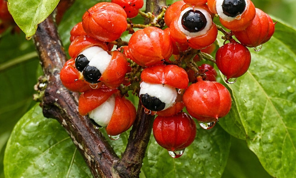 Guaraná