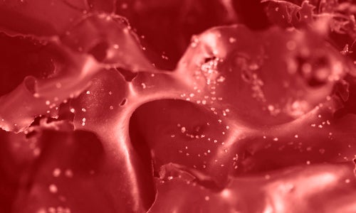 Macroalga Roja